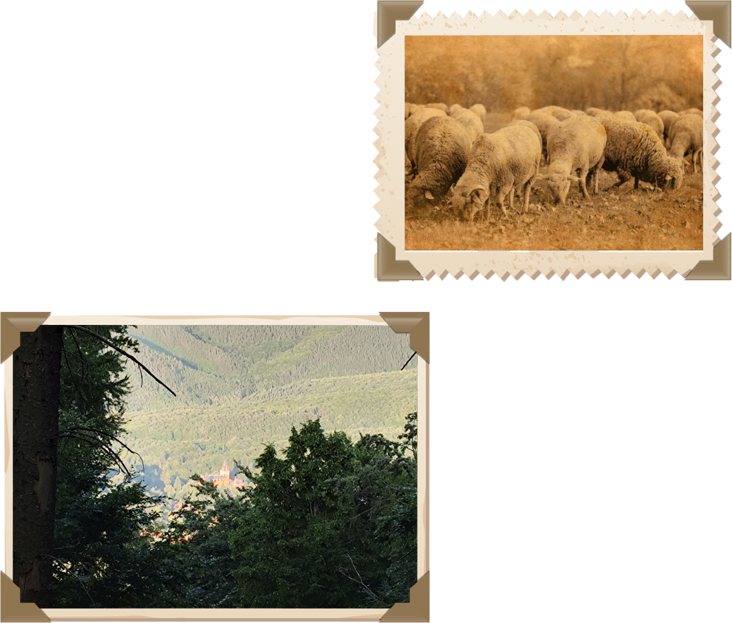 Parádi gyógyvíz története